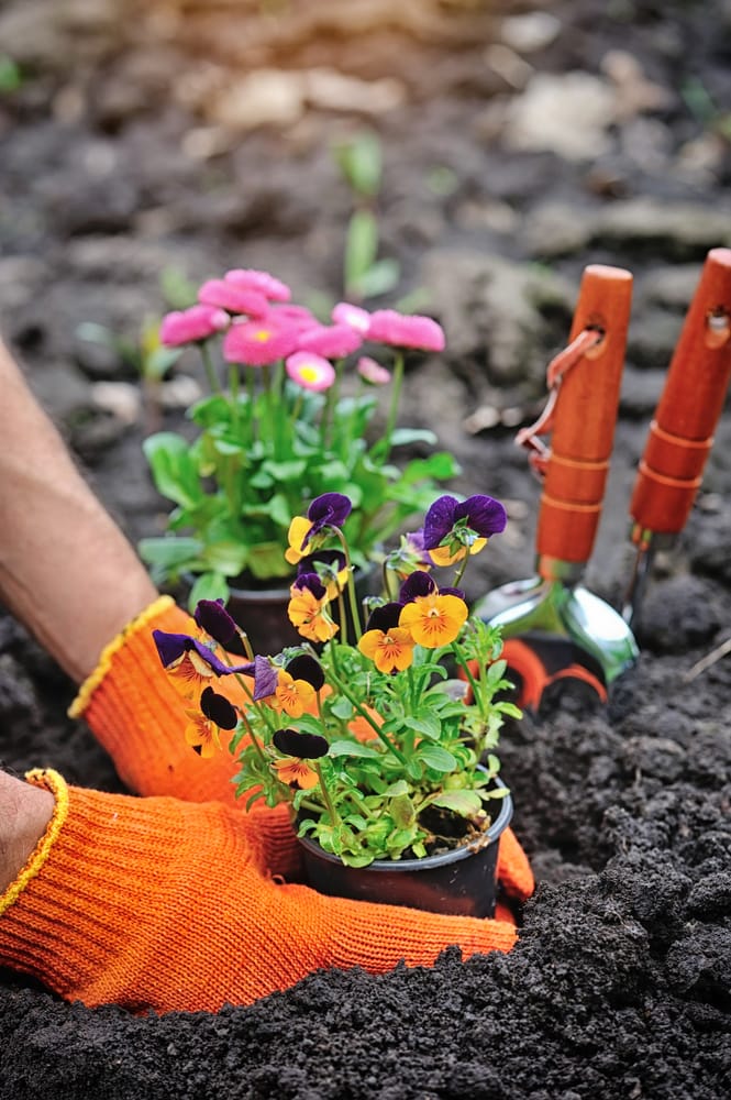 planting flowers